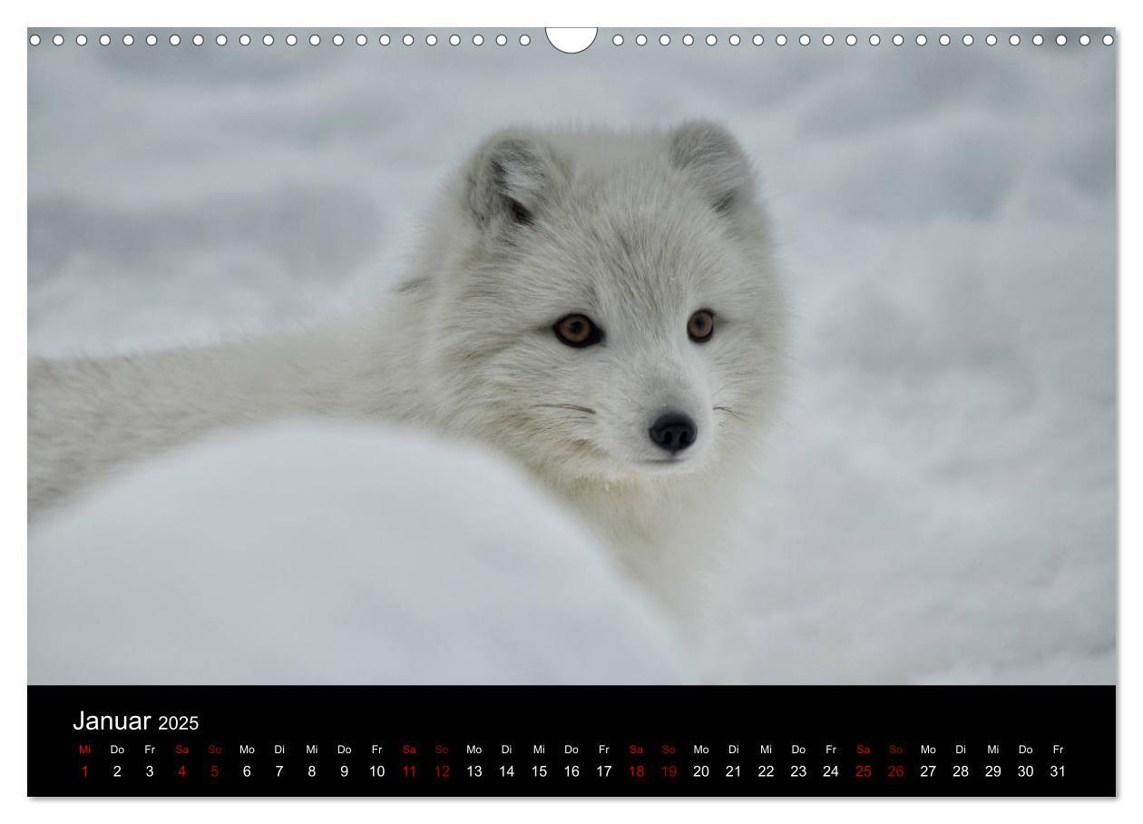 Bild: 9783435440788 | Polarfuchsstudien Wildlife (Wandkalender 2025 DIN A3 quer),...