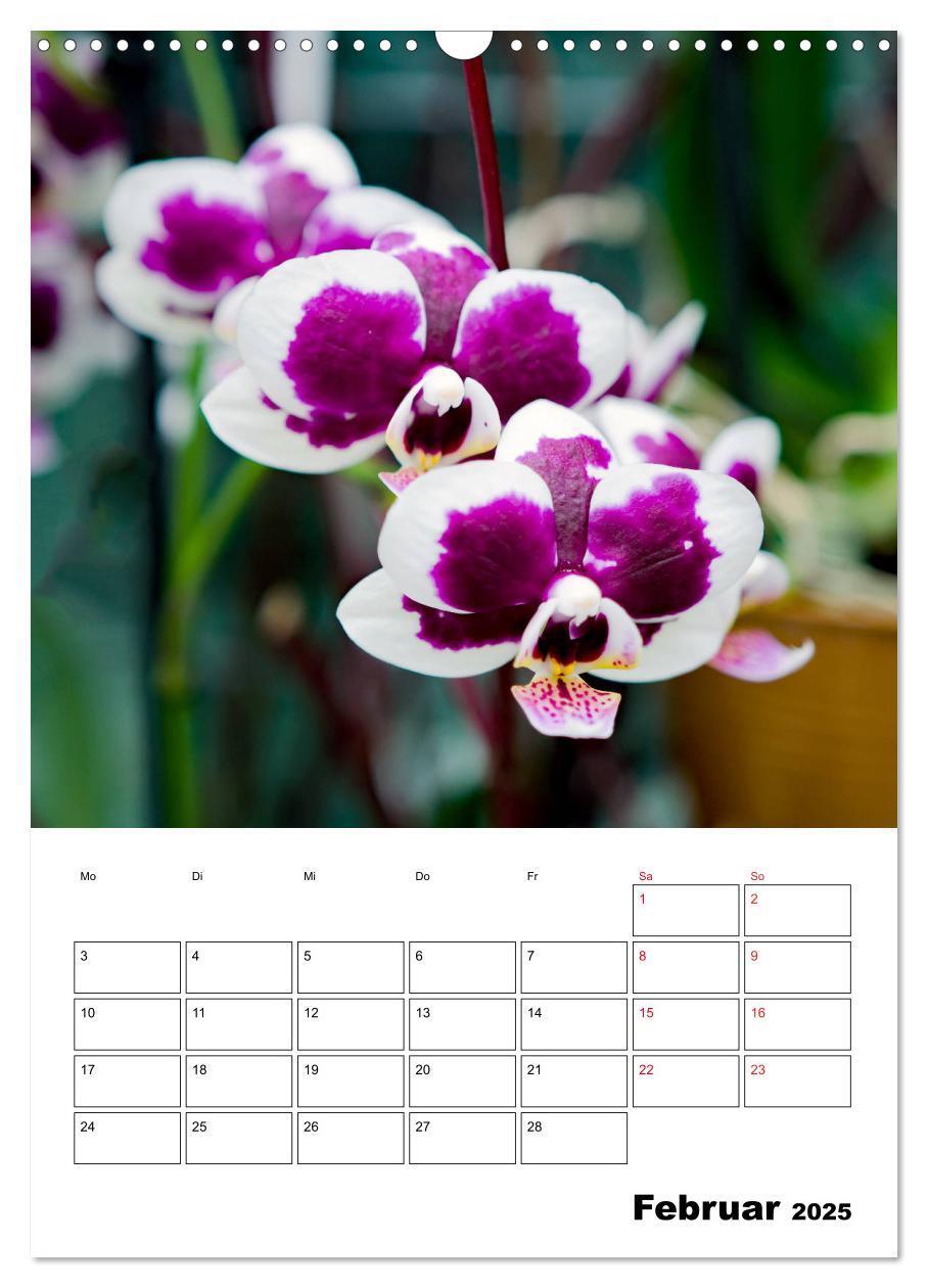 Bild: 9783435977499 | Orchideen - Tropische Schönheiten (Wandkalender 2025 DIN A3 hoch),...