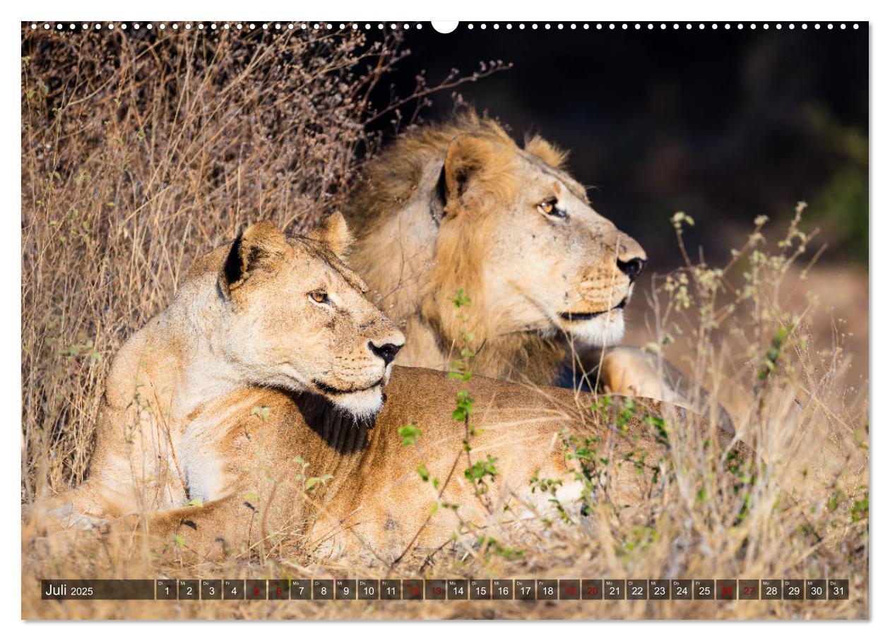 Bild: 9783435423613 | Safari in Tansania (Wandkalender 2025 DIN A2 quer), CALVENDO...