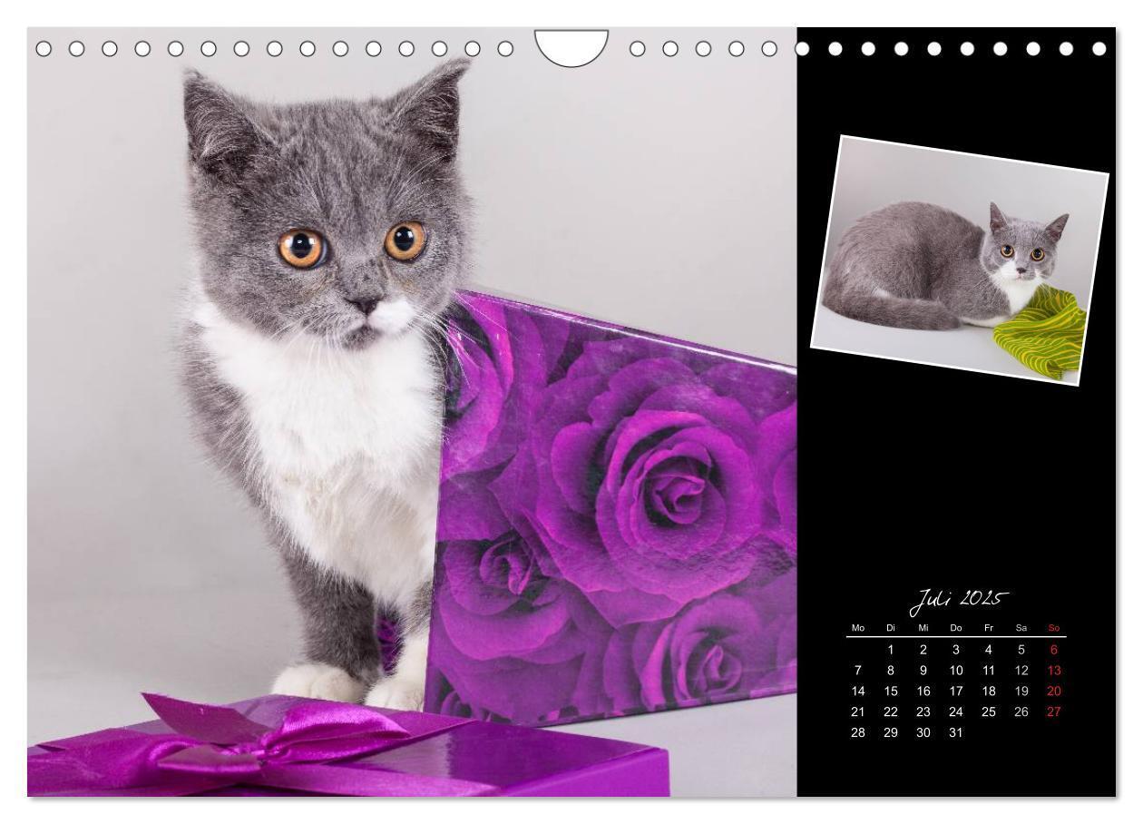 Bild: 9783435773404 | Britisch Kurzhaar Katzen (Wandkalender 2025 DIN A4 quer), CALVENDO...