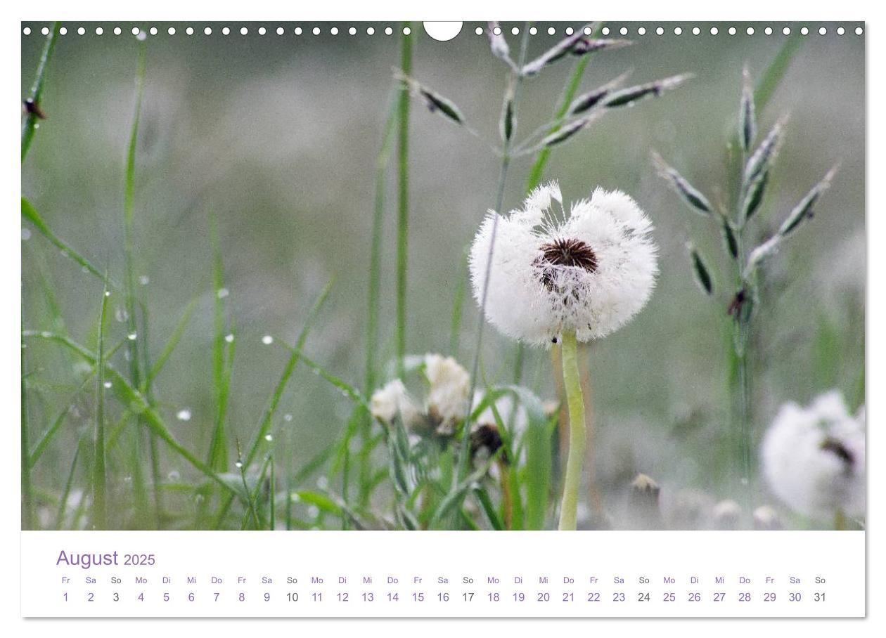 Bild: 9783435810048 | Blumen &amp; Blüten Träume (Wandkalender 2025 DIN A3 quer), CALVENDO...