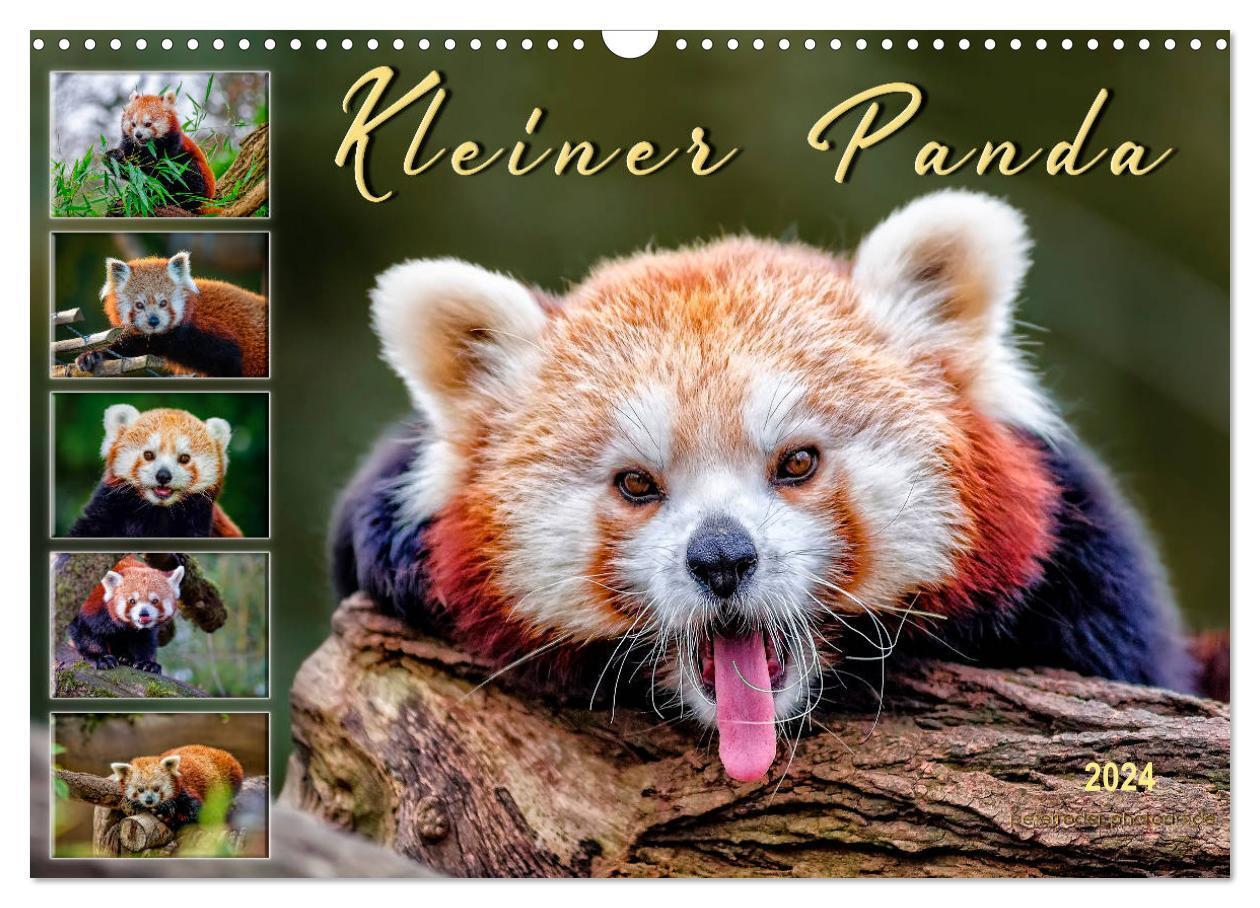 Cover: 9783675575172 | Kleiner Panda (Wandkalender 2024 DIN A3 quer), CALVENDO Monatskalender