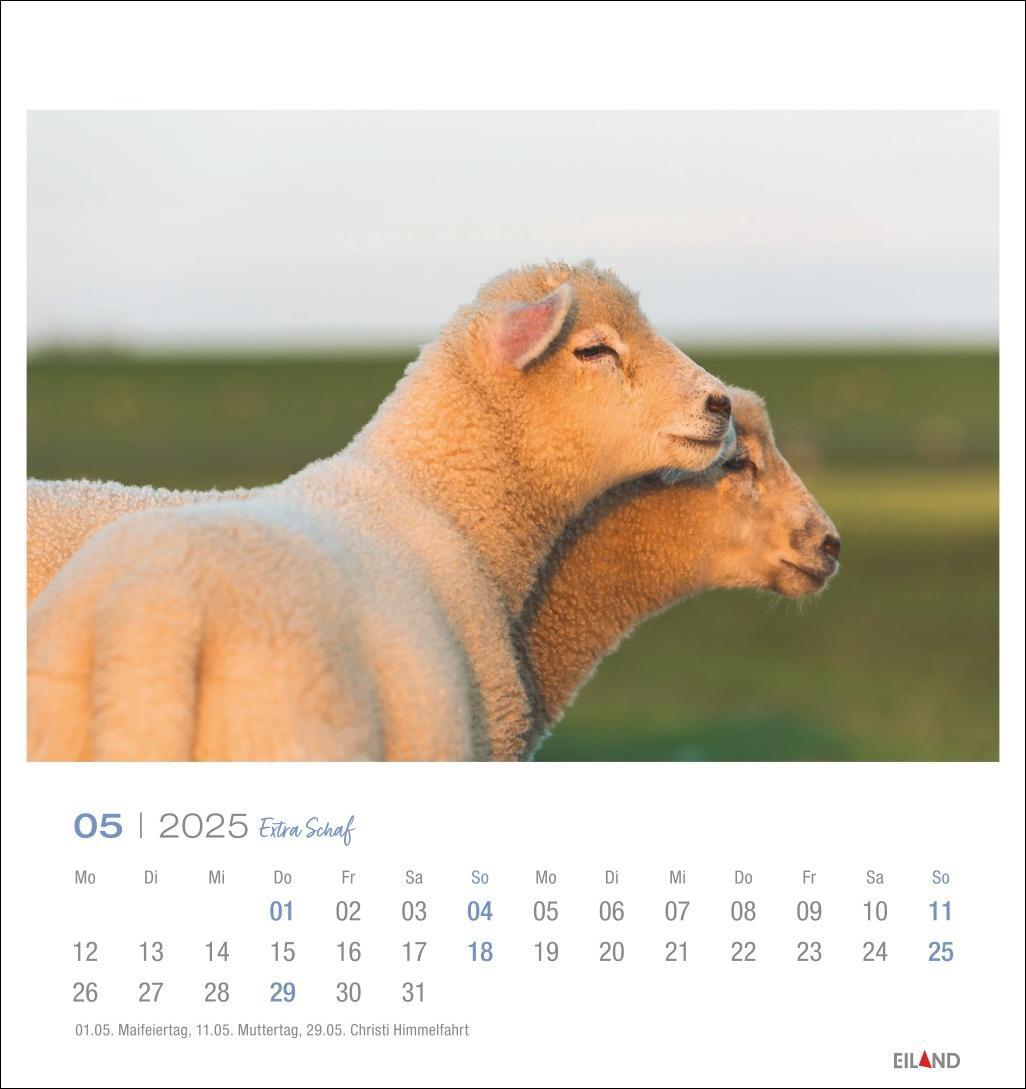 Bild: 9783964023254 | Extra Schaf Postkartenkalender 2025 | Eiland | Kalender | 13 S. | 2025