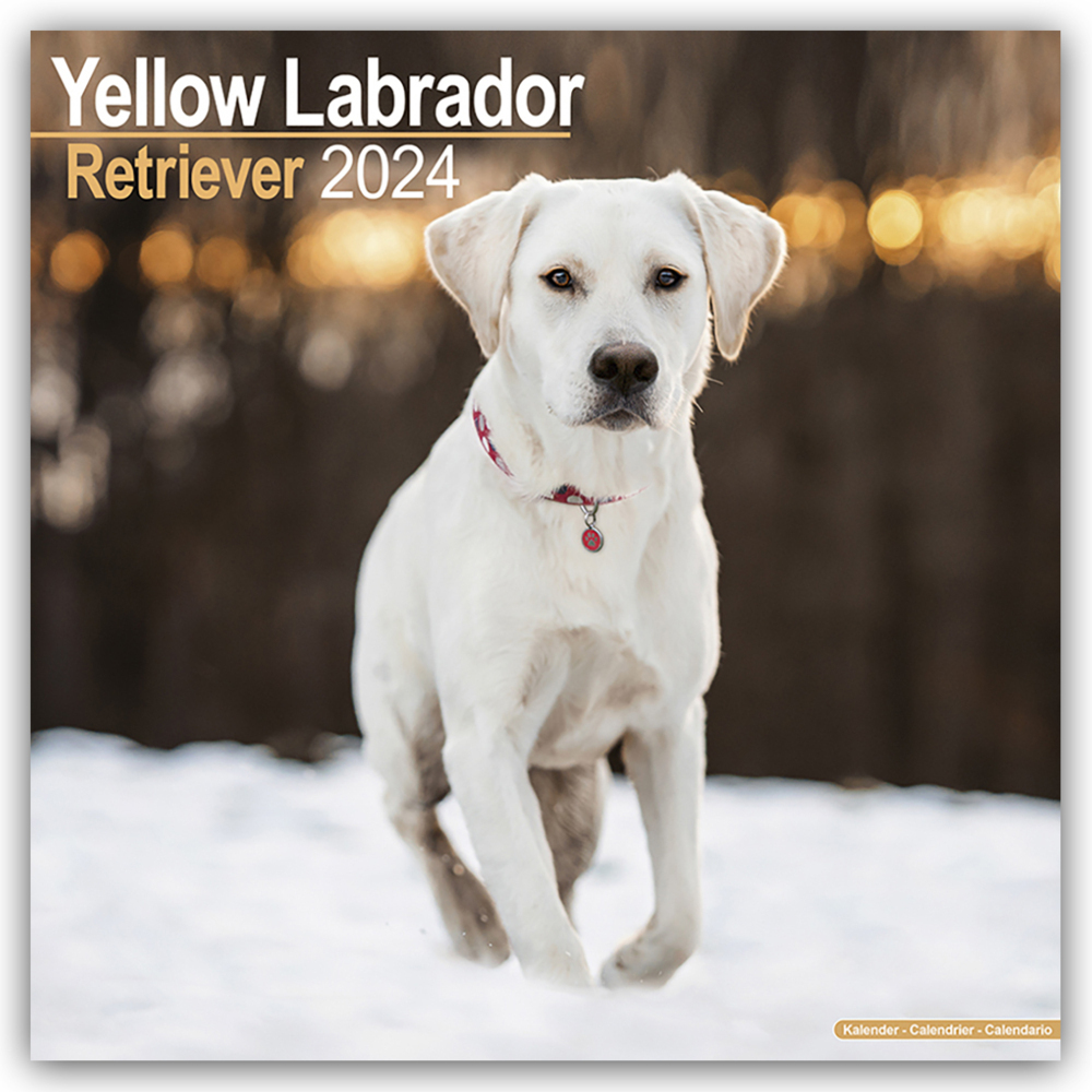 Cover: 9781804600641 | Yellow Labrador Retriever - Gelber Labrador 2024 - 16-Monatskalender