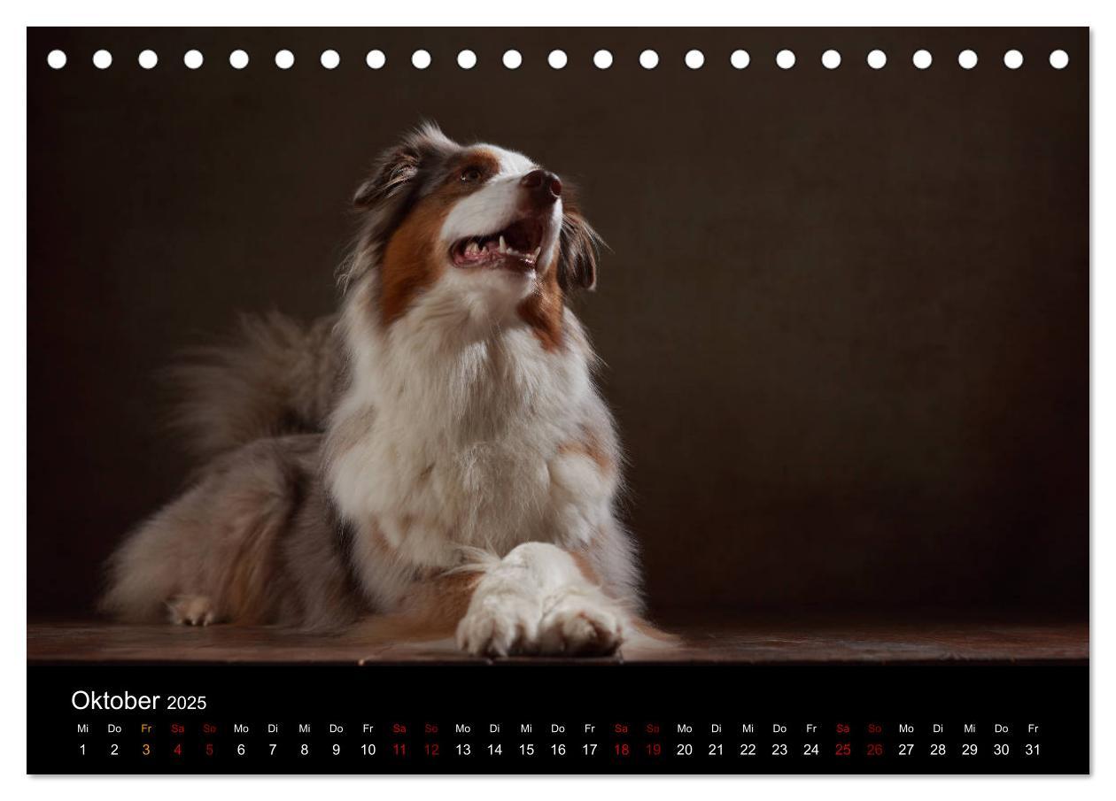 Bild: 9783435435517 | Charmante Australian Shepherds (Tischkalender 2025 DIN A5 quer),...