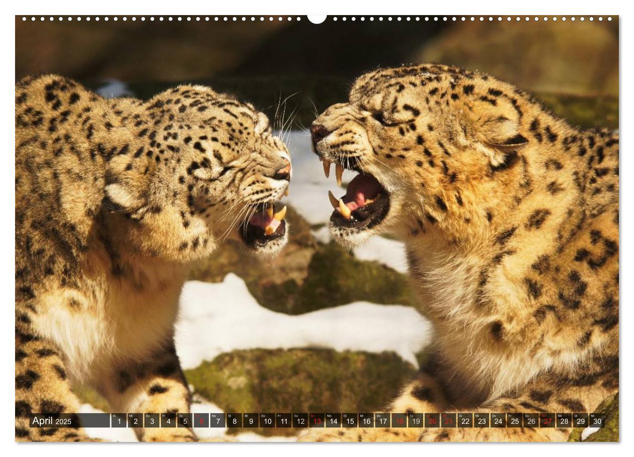 Bild: 9783435719440 | Raubkatzen. Wild, schön und kraftvoll (Wandkalender 2025 DIN A2...