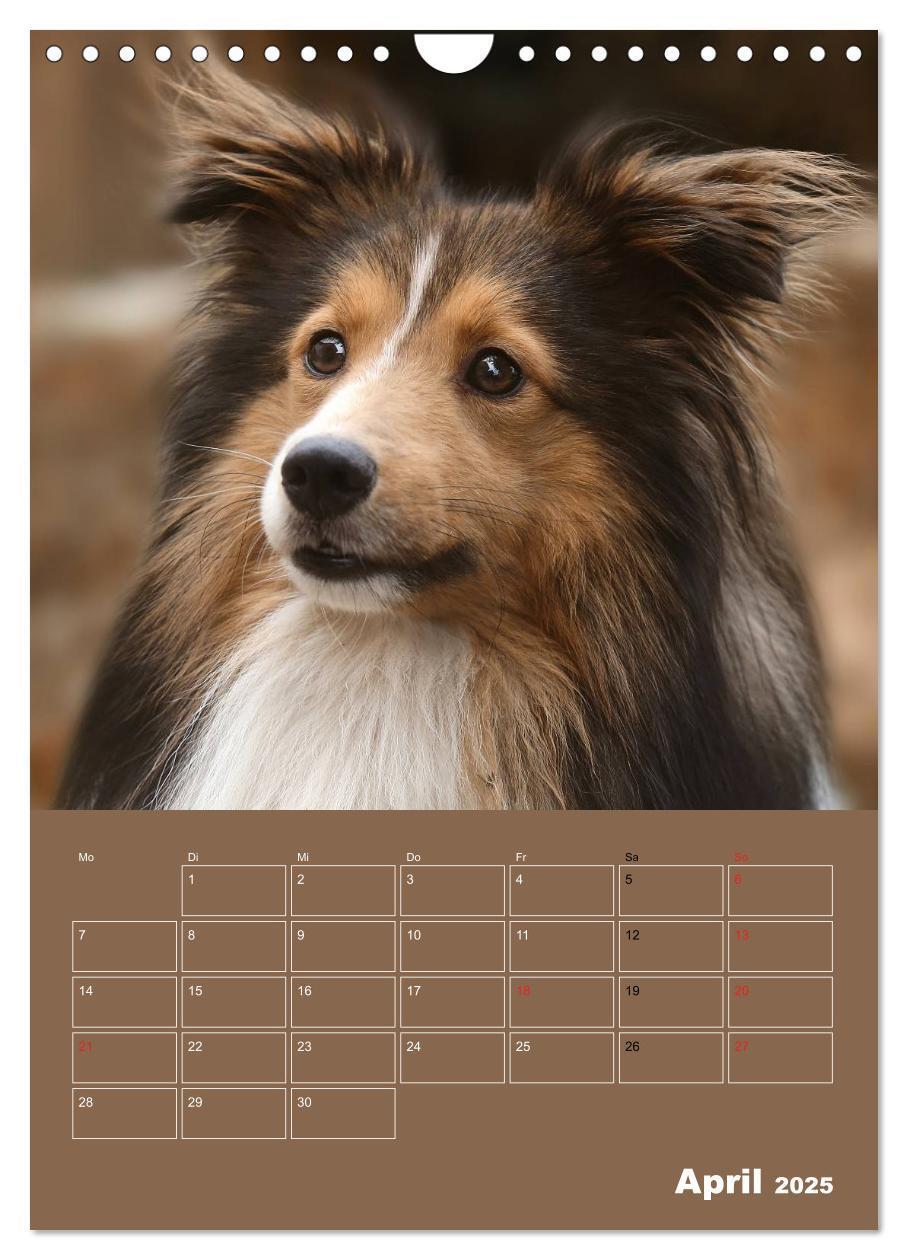 Bild: 9783457013298 | SHELTIES Herzensbrecher auf 4 Pfoten (Wandkalender 2025 DIN A4...