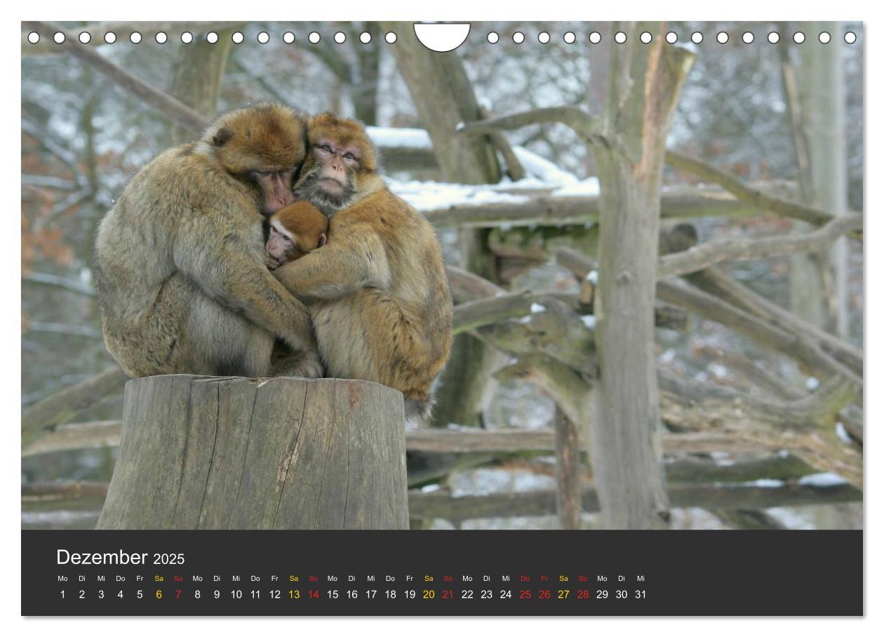 Bild: 9783435778942 | Tierpark-Gera (Wandkalender 2025 DIN A4 quer), CALVENDO Monatskalender