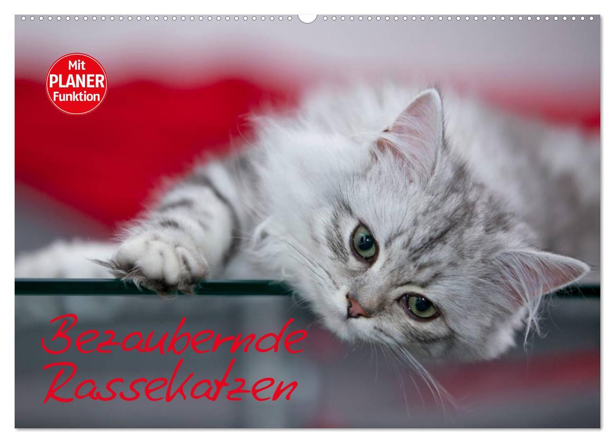 Cover: 9783435554379 | Bezaubernde Rassekatzen (Wandkalender 2025 DIN A2 quer), CALVENDO...