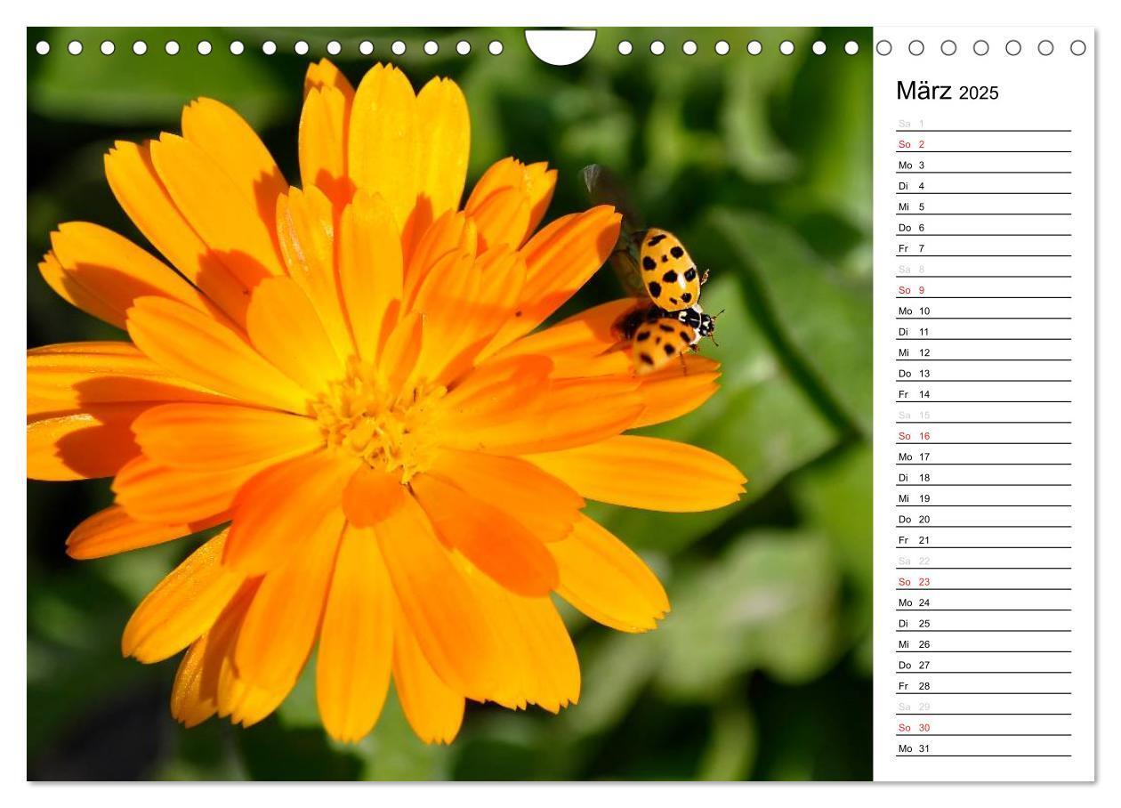 Bild: 9783435787418 | Marienkäfer 2025 (Wandkalender 2025 DIN A4 quer), CALVENDO...