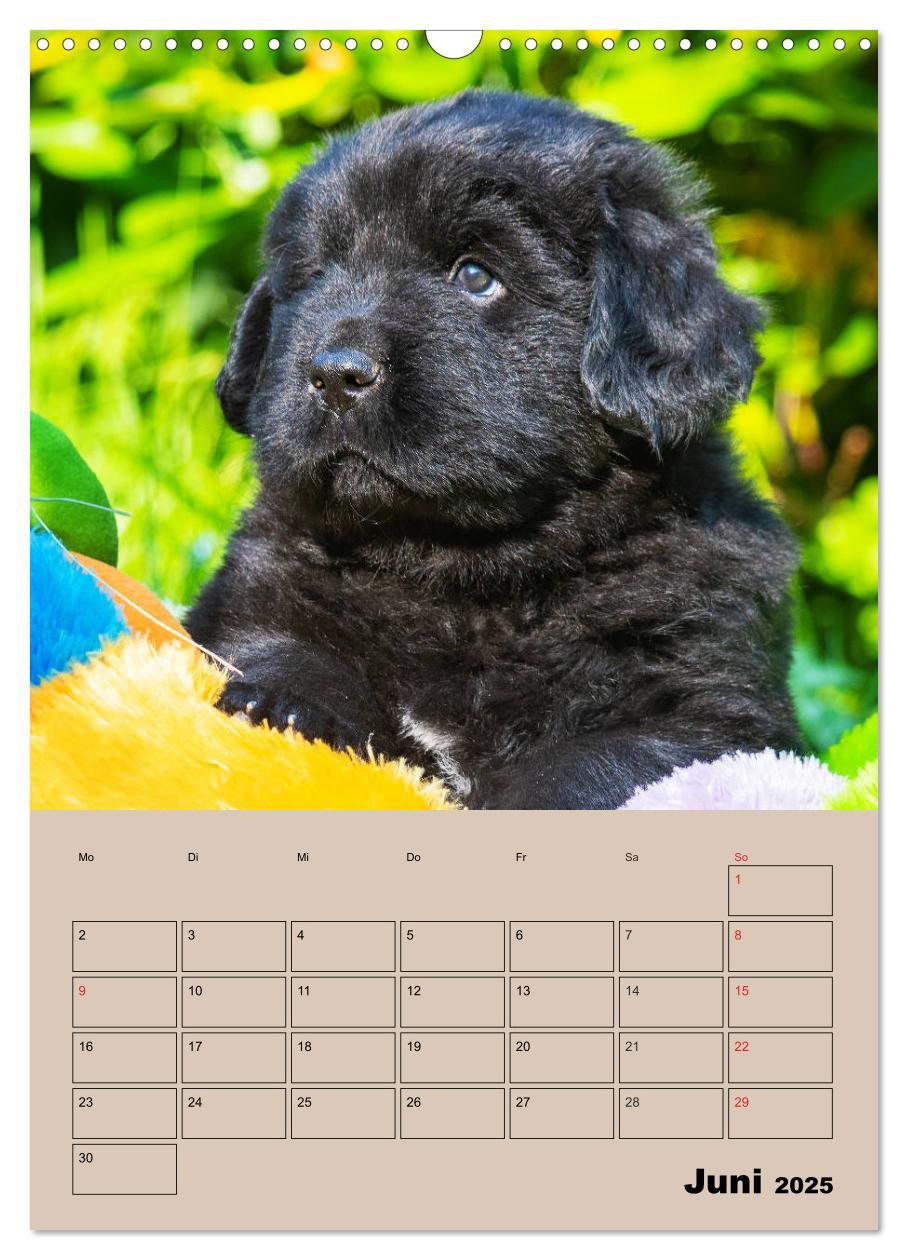 Bild: 9783435959327 | Familienplaner Neufundländer Welpen (Wandkalender 2025 DIN A3...