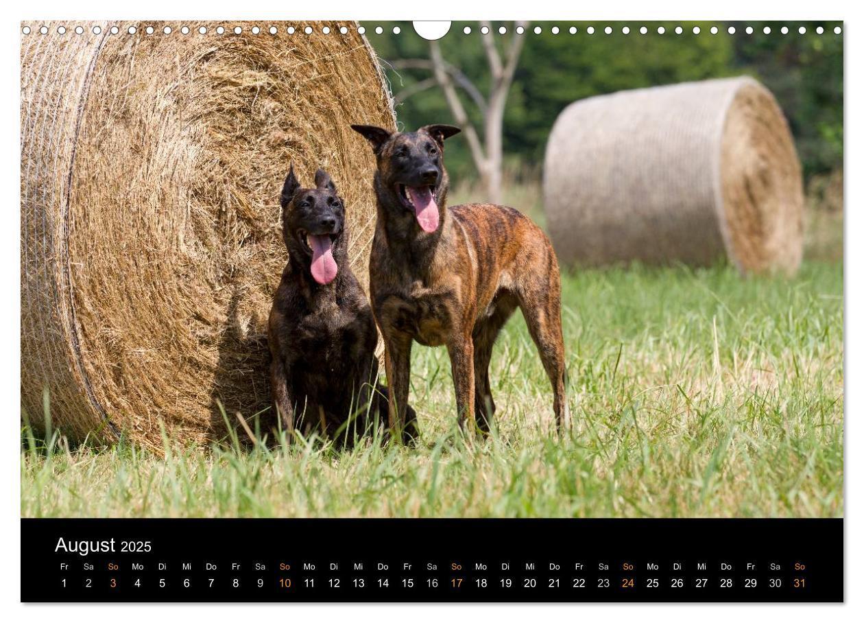 Bild: 9783435687244 | Holländischer Schäferhund (Wandkalender 2025 DIN A3 quer), CALVENDO...