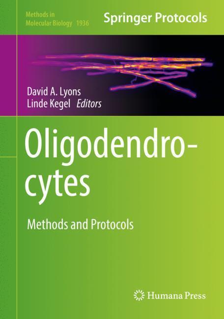 Cover: 9781493990702 | Oligodendrocytes | Methods and Protocols | Linde Kegel (u. a.) | Buch