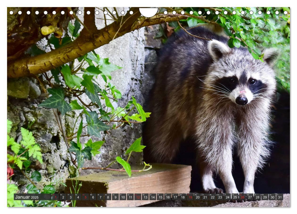 Bild: 9783435229642 | Besuch vom Waschbär (Wandkalender 2025 DIN A4 quer), CALVENDO...