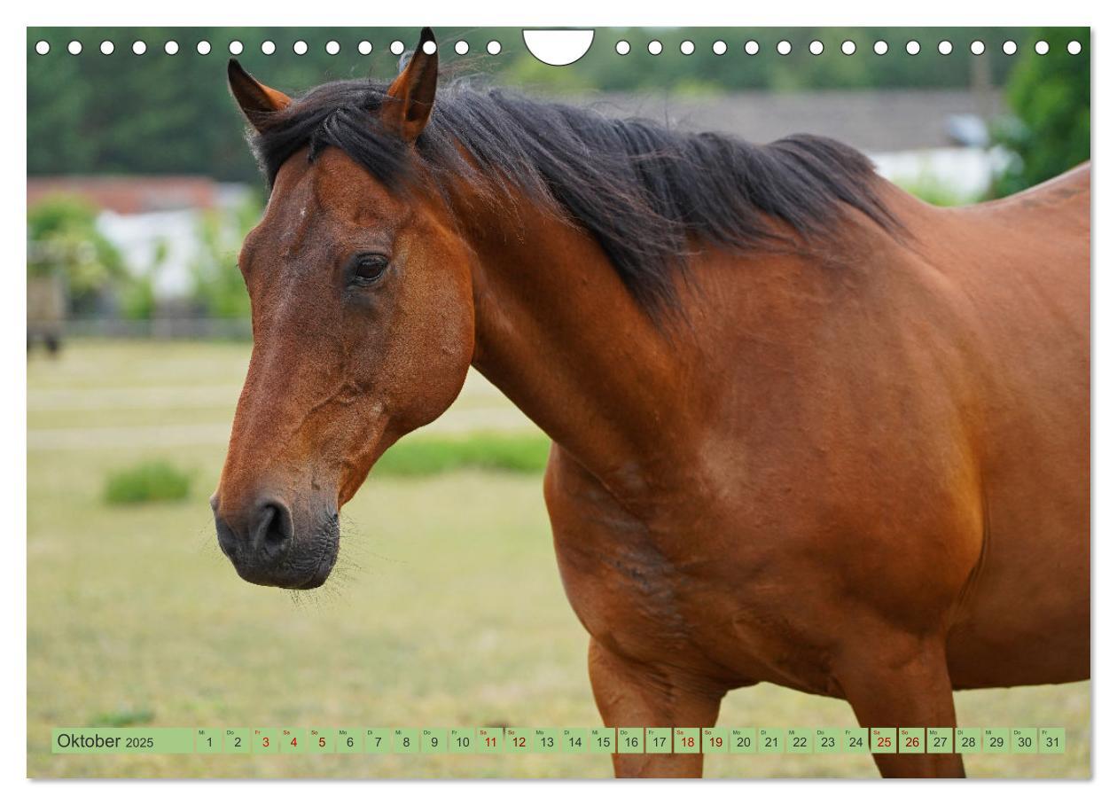 Bild: 9783383946257 | Faszination Trakehner (Wandkalender 2025 DIN A4 quer), CALVENDO...