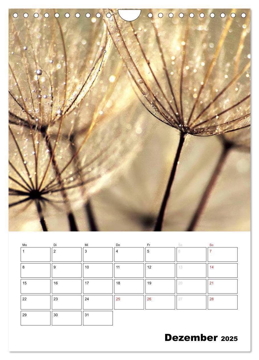 Bild: 9783457068762 | Pusteblumentraum - Dreams of Dandelion (Wandkalender 2025 DIN A4...