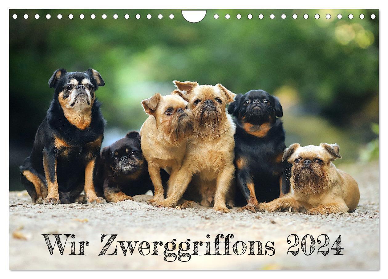 Cover: 9783675594135 | Wir Zwerggriffons 2024 (Wandkalender 2024 DIN A4 quer), CALVENDO...