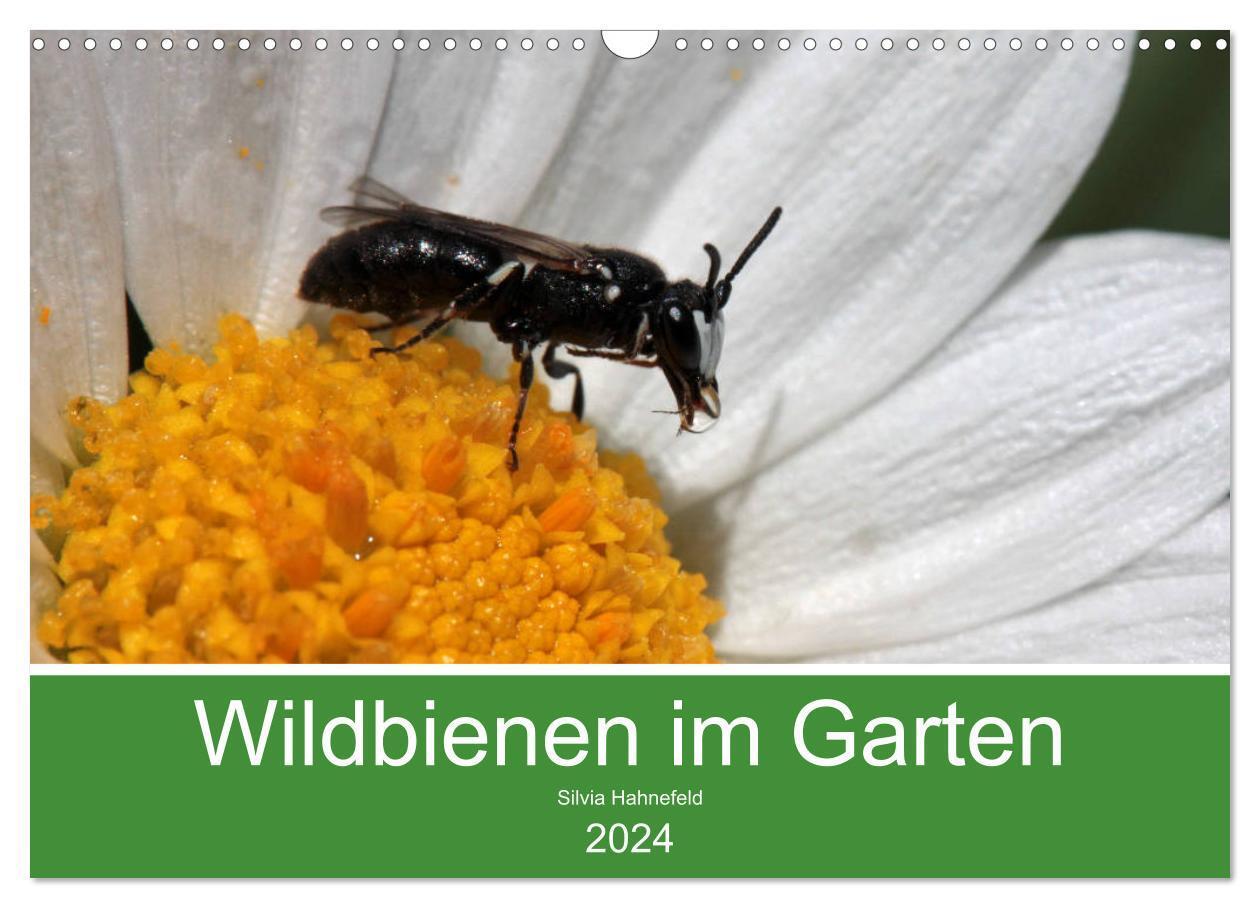 Cover: 9783383233692 | Wildbienen im Garten (Wandkalender 2024 DIN A3 quer), CALVENDO...