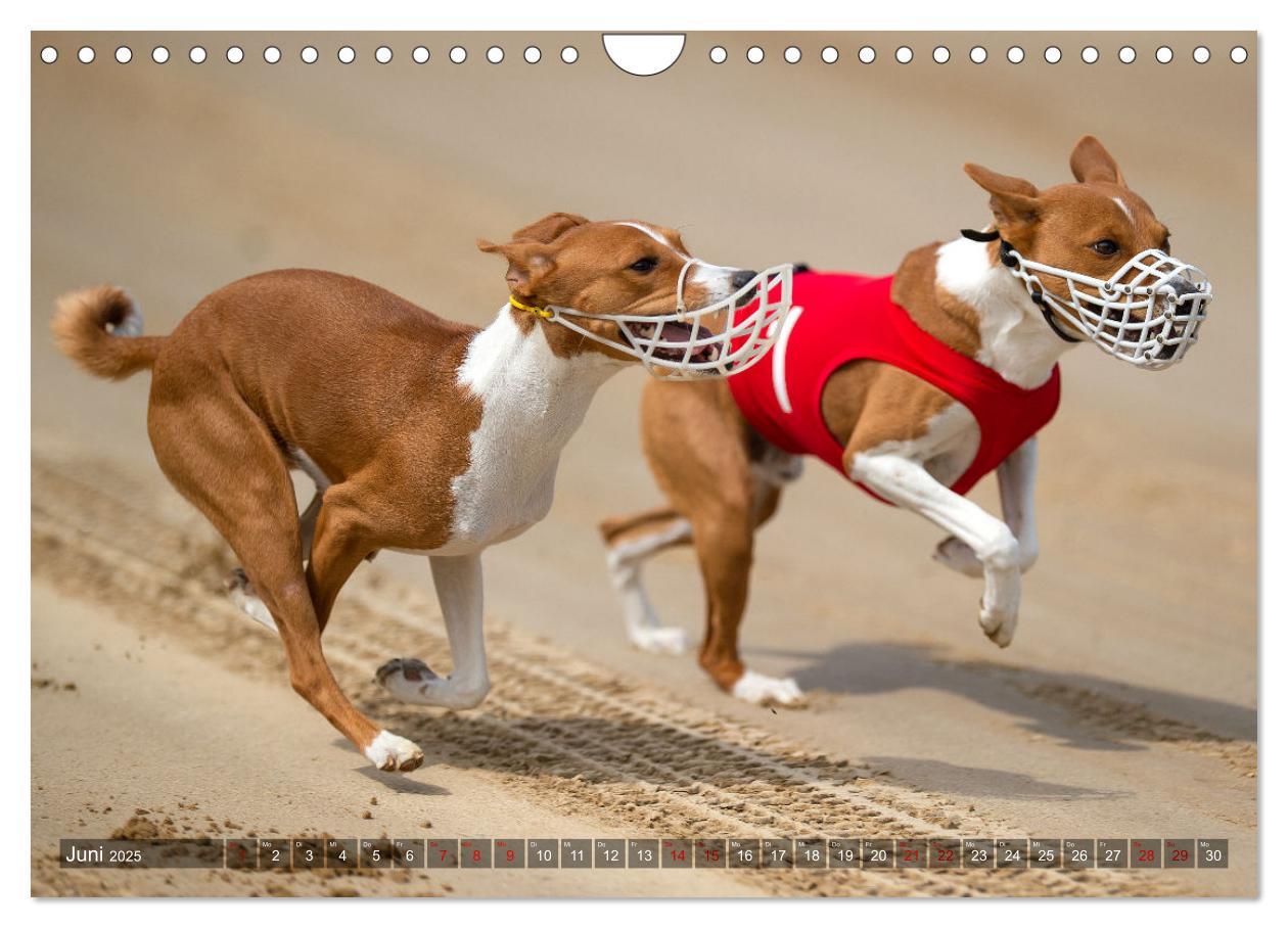 Bild: 9783435025978 | Coole Basenjis (Wandkalender 2025 DIN A4 quer), CALVENDO...