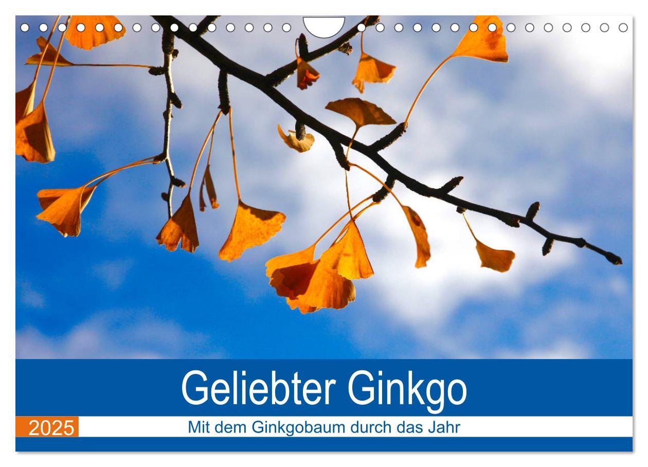 Cover: 9783435304981 | Geliebter Ginkgo (Wandkalender 2025 DIN A4 quer), CALVENDO...