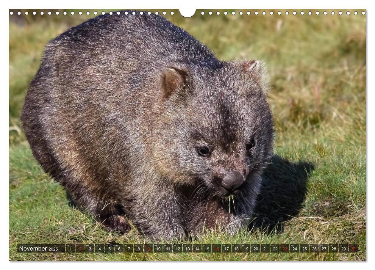 Bild: 9783435685738 | Australien tierisch gut 2025 (Wandkalender 2025 DIN A3 quer),...