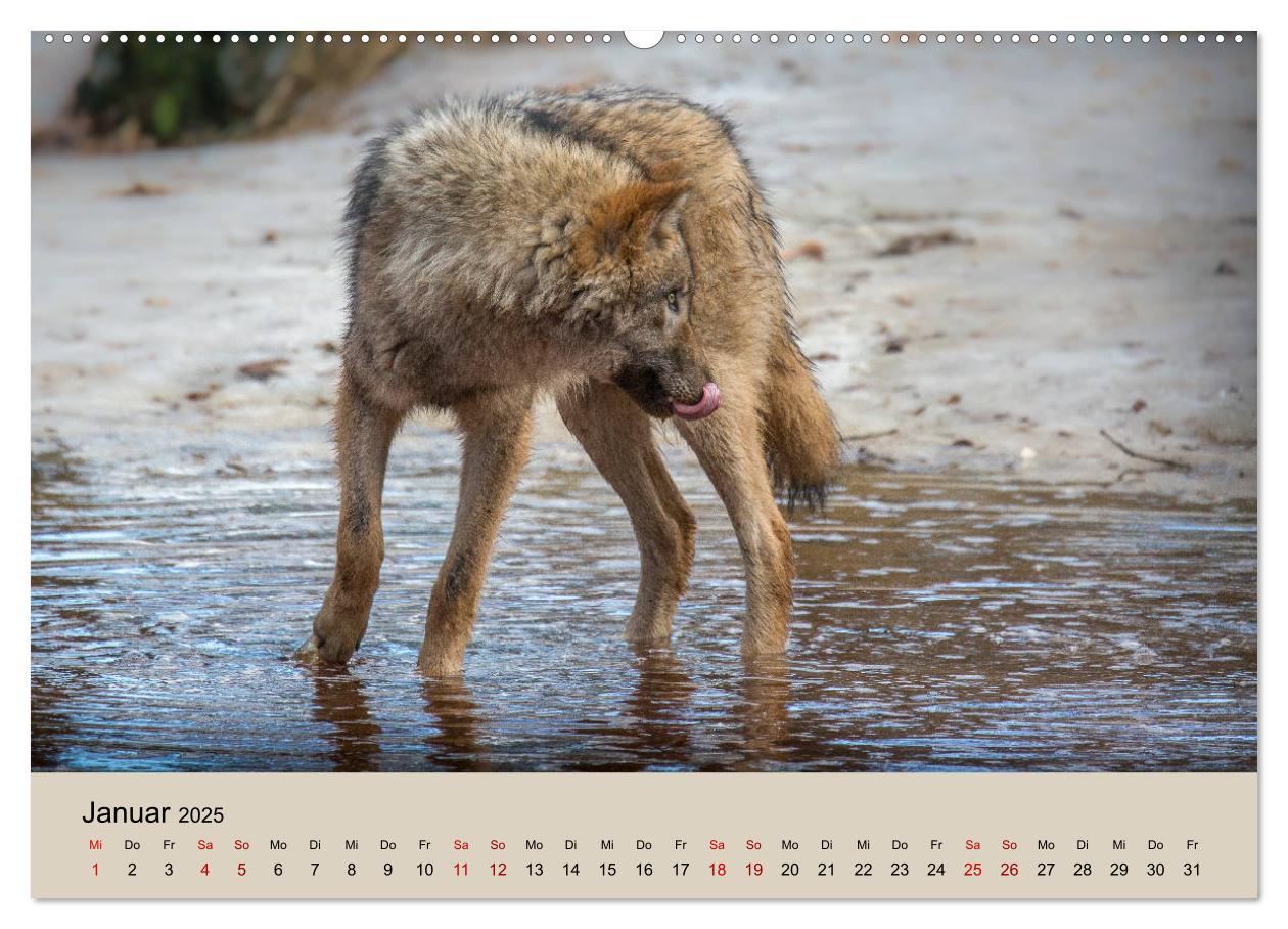 Bild: 9783435346219 | Wolfsrudel (Wandkalender 2025 DIN A2 quer), CALVENDO Monatskalender