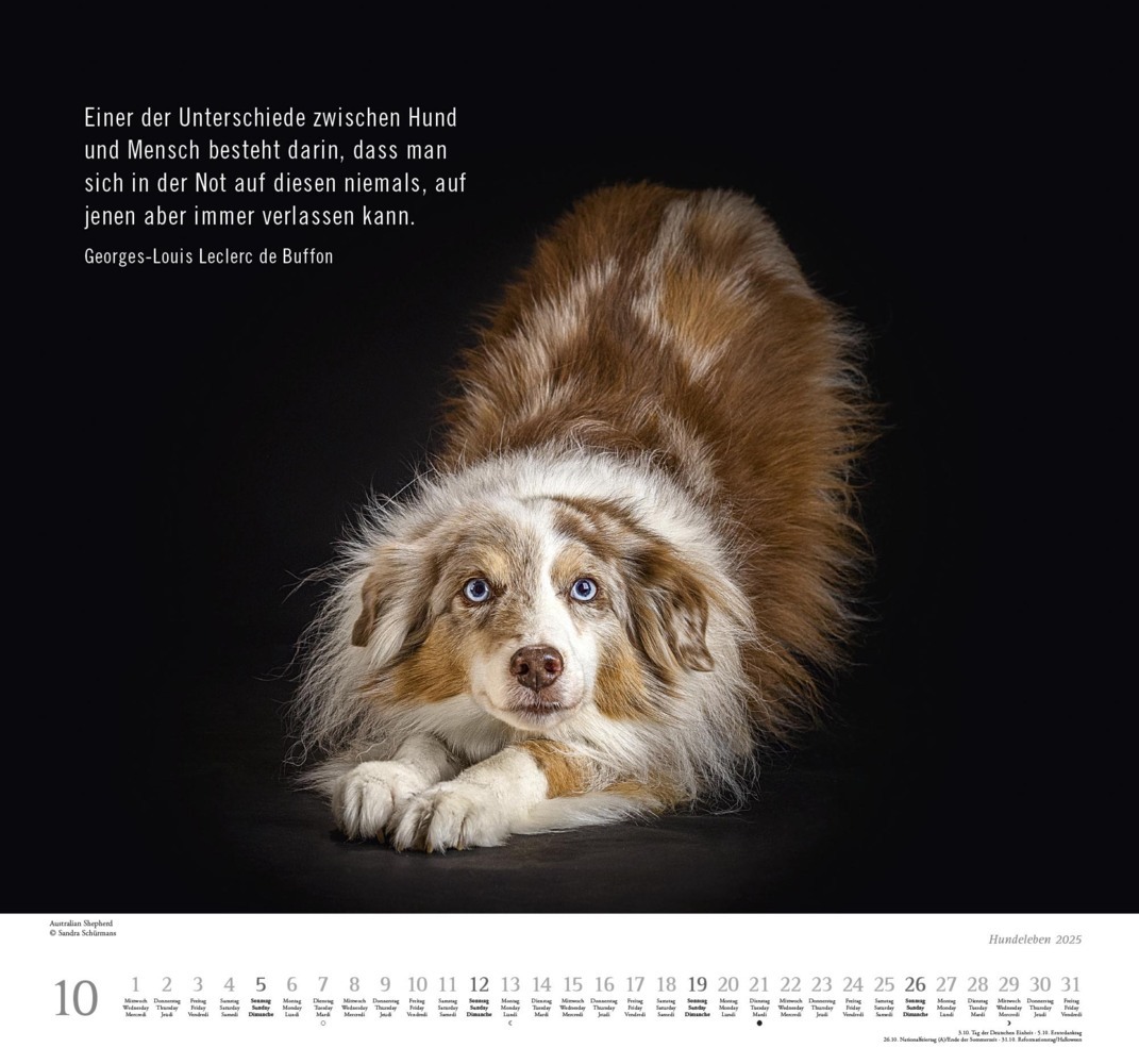 Bild: 4250809653365 | DUMONT - Hundeleben 2025 Wandkalender, 38x35,5cm,...