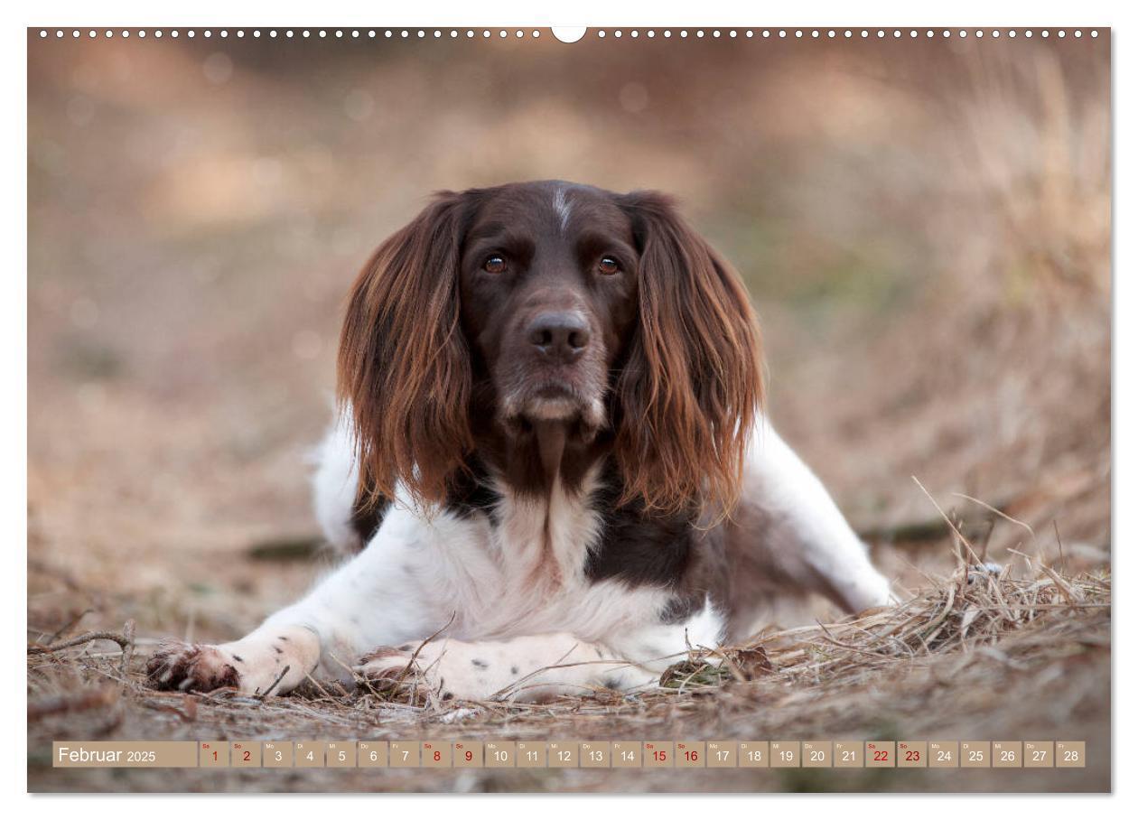 Bild: 9783435264285 | Passion Jagdhund - Kleiner Münsterländer (Wandkalender 2025 DIN A2...