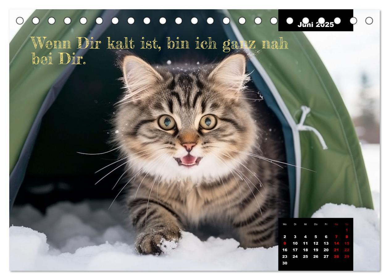 Bild: 9783383837753 | Katzen können alles, außer traurig. (Tischkalender 2025 DIN A5...