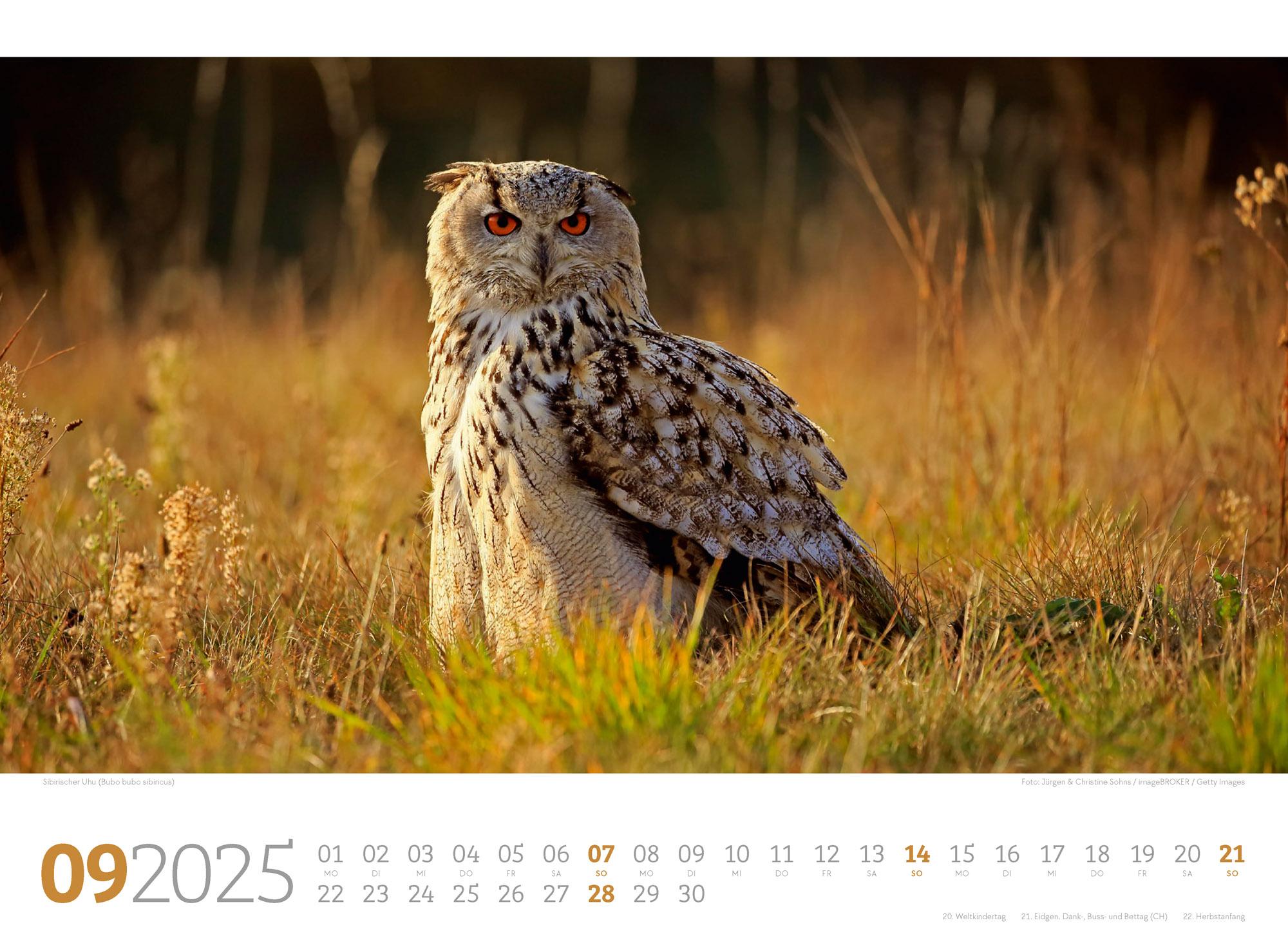 Bild: 9783838425825 | Tierwelt Wald Kalender 2025 | Ackermann Kunstverlag | Kalender | 14 S.