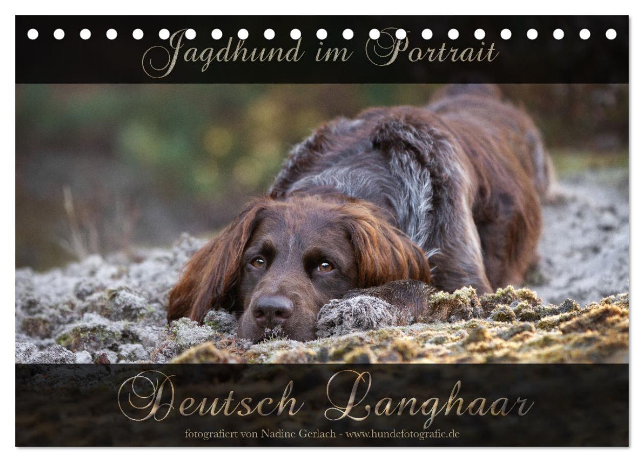 Cover: 9783383839528 | Jagdhund im Portrait - Deutsch Langhaar (Tischkalender 2025 DIN A5...