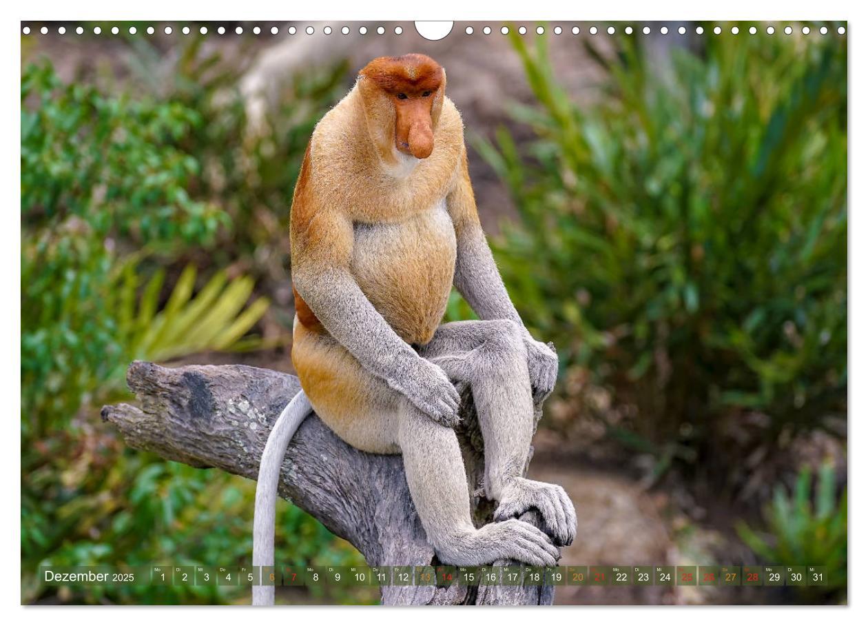 Bild: 9783435219087 | Nasenaffen von Borneo (Wandkalender 2025 DIN A3 quer), CALVENDO...