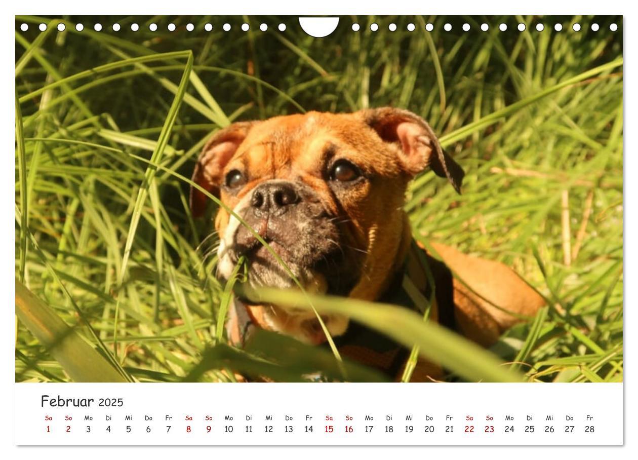 Bild: 9783435105328 | Wunderschöne Bulldoggen (Wandkalender 2025 DIN A4 quer), CALVENDO...