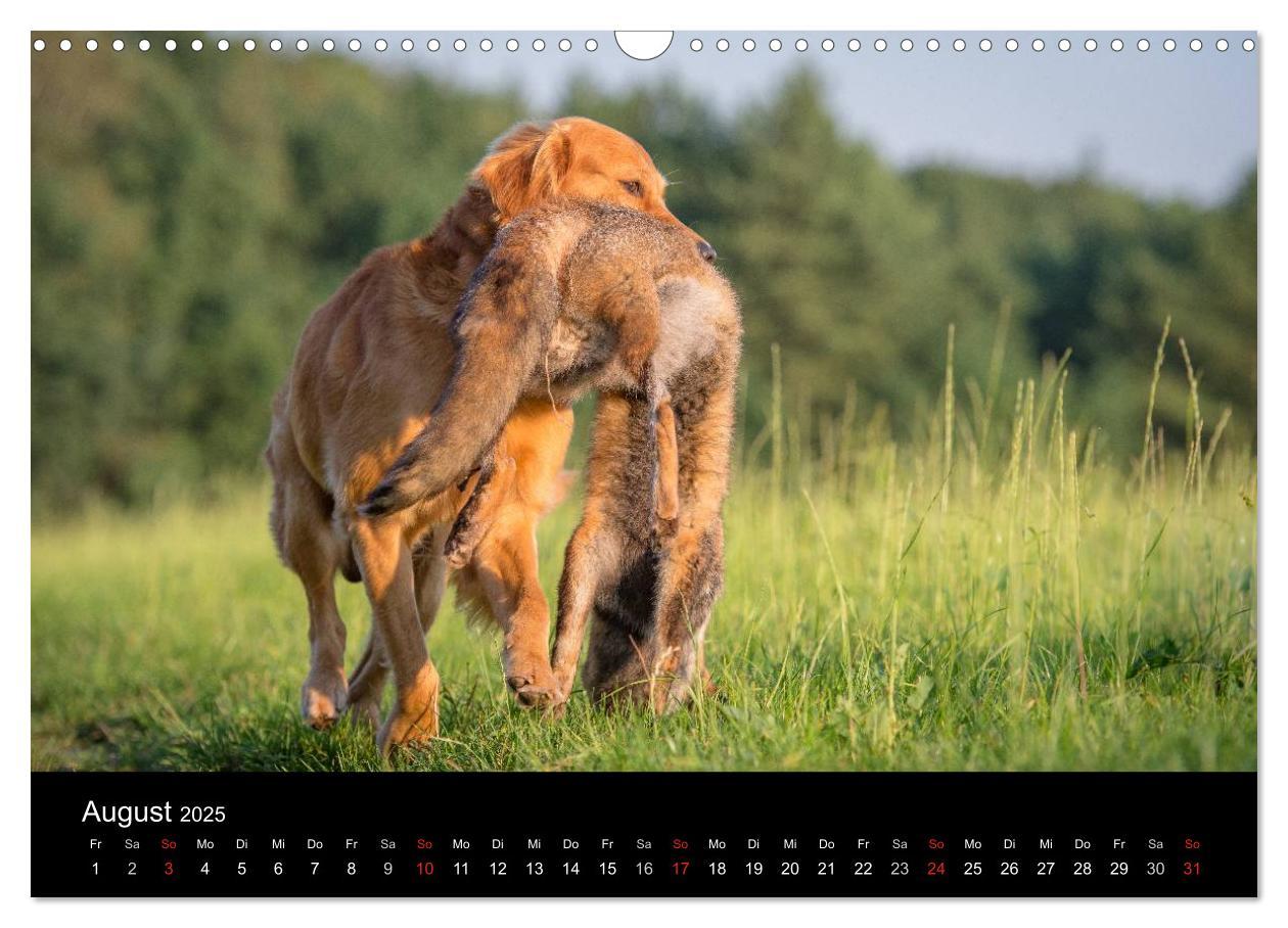 Bild: 9783435640317 | Jagdhunde bei der Arbeit (Wandkalender 2025 DIN A3 quer), CALVENDO...