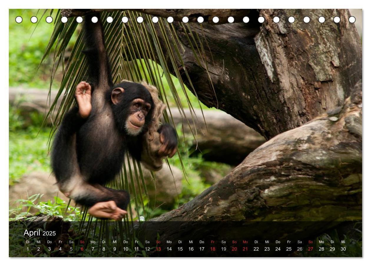 Bild: 9783435623068 | Menschenaffen. Gorillas, Schimpansen, Orang-Utans (Tischkalender...