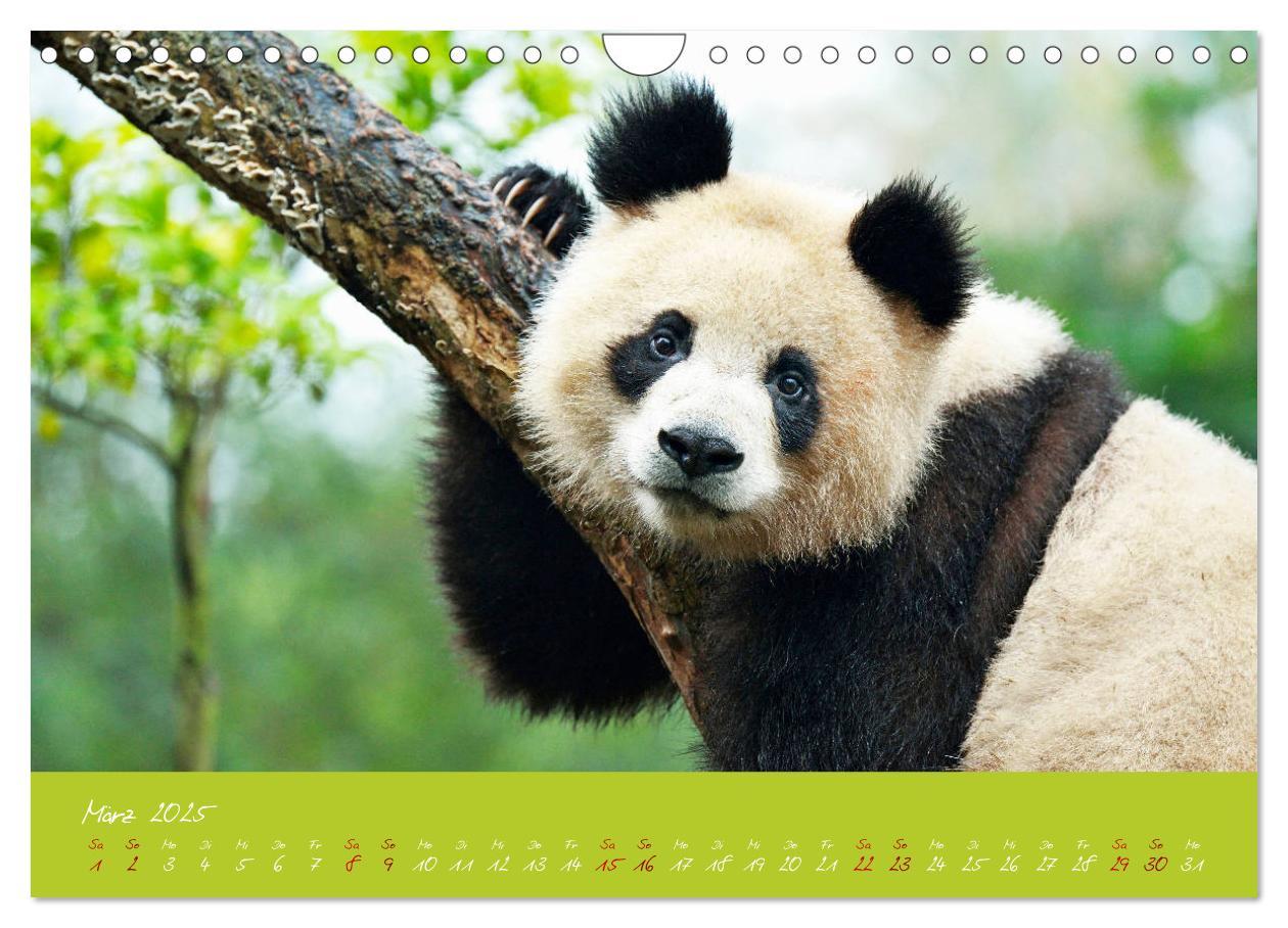 Bild: 9783435179428 | Der Große Panda Ein kuscheliger Geselle (Wandkalender 2025 DIN A4...