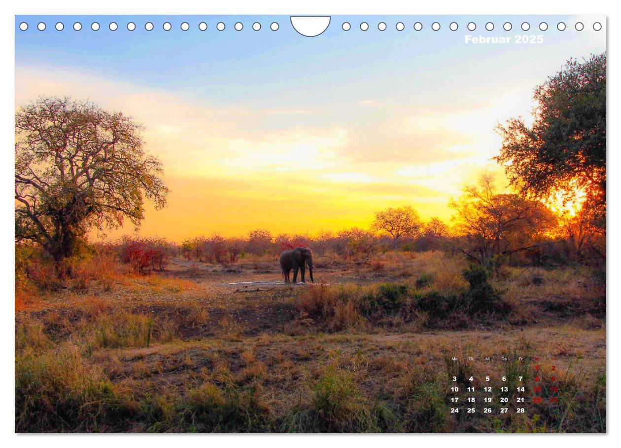 Bild: 9783435176182 | Faszinierende Tierwelt des Kruger National Parks (Wandkalender 2025...