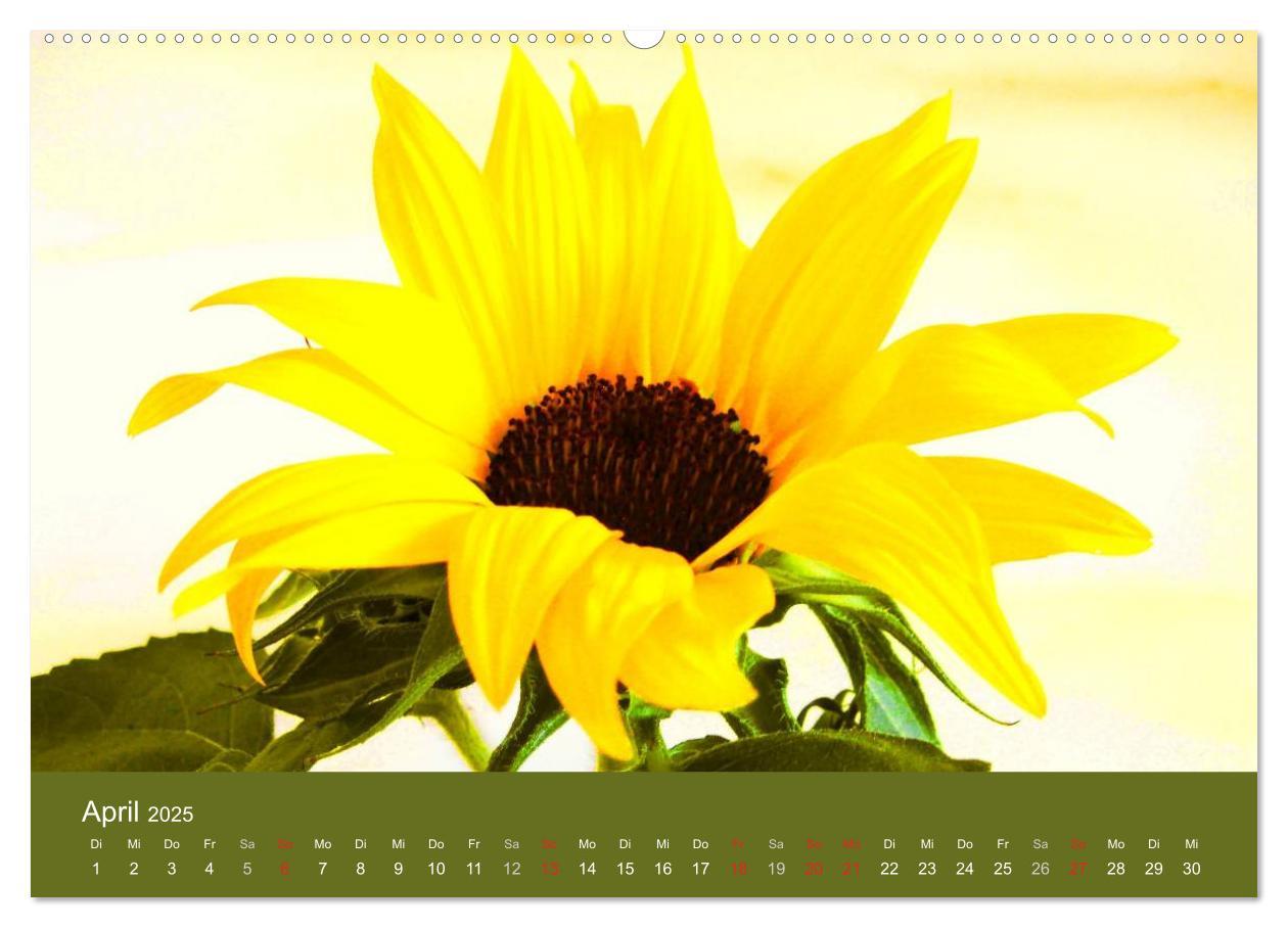 Bild: 9783435799404 | Sonnenblumen - die Blumen der Lebensfreude (Wandkalender 2025 DIN...