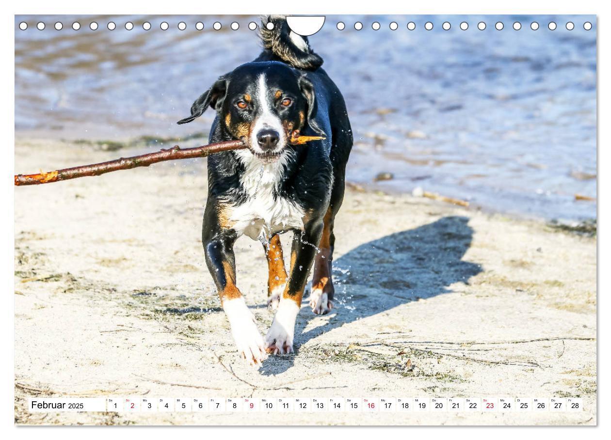 Bild: 9783435332915 | Appenzeller Sennenhunde (Wandkalender 2025 DIN A4 quer), CALVENDO...