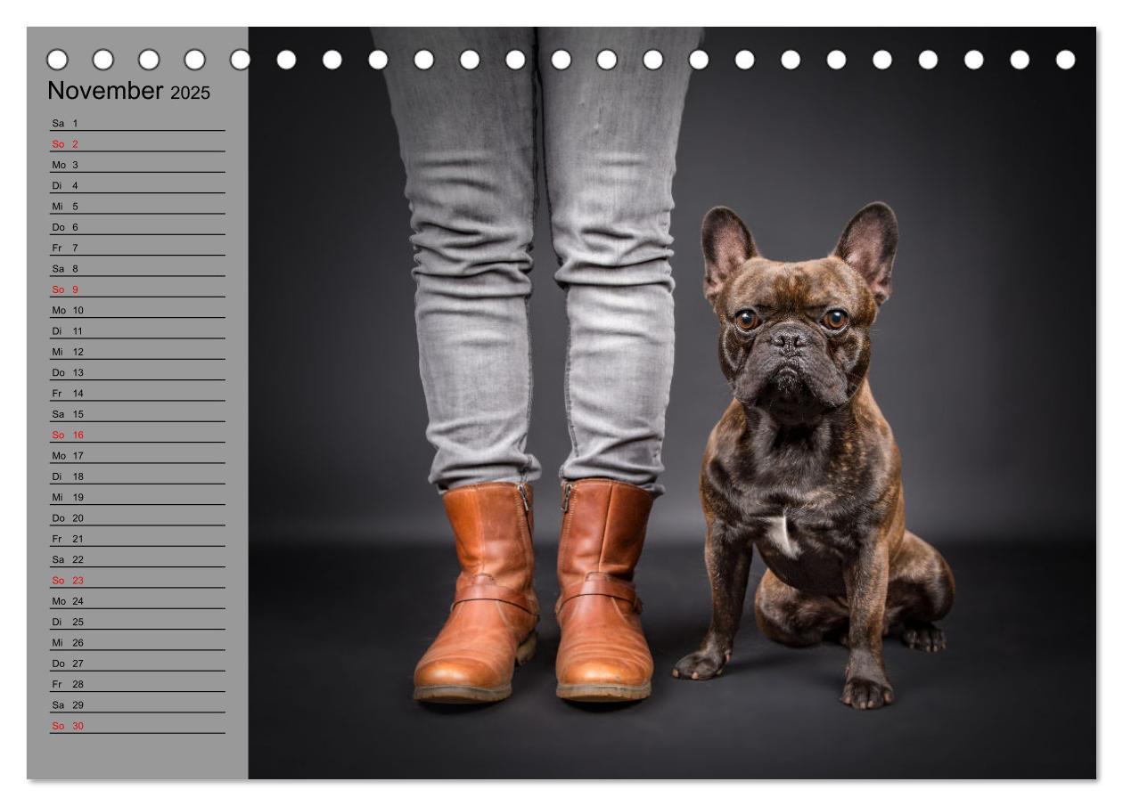 Bild: 9783435025626 | Bullymania - Französische Bulldoggen (Tischkalender 2025 DIN A5...