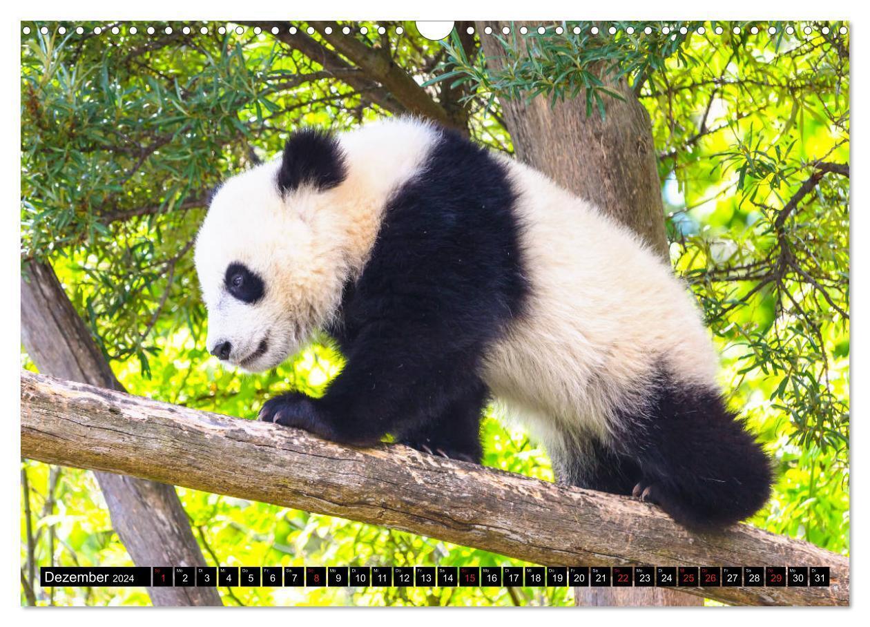 Bild: 9783675567658 | Pandabär Babys (Wandkalender 2024 DIN A3 quer), CALVENDO...
