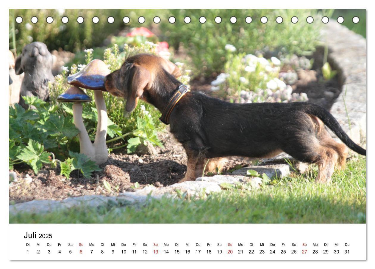 Bild: 9783435170203 | Ein Dackelkind blickt zurück (Tischkalender 2025 DIN A5 quer),...