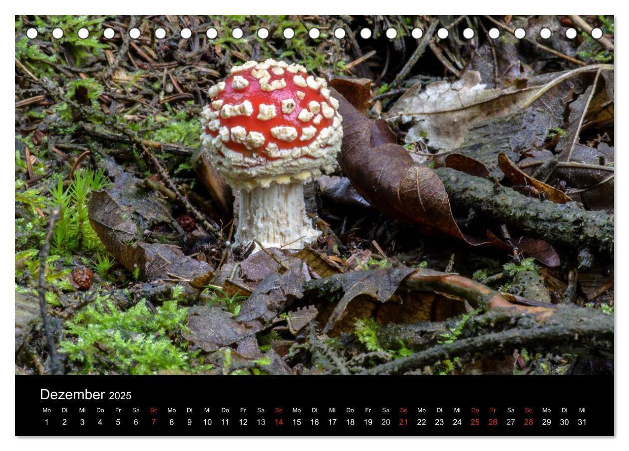 Bild: 9783435641314 | Pilze in Wald und Flur (Tischkalender 2025 DIN A5 quer), CALVENDO...