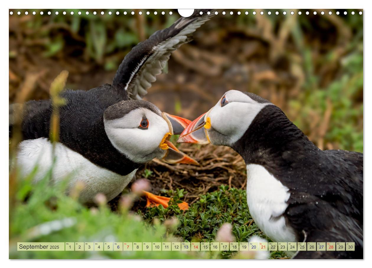 Bild: 9783457194232 | Papageientaucher - Farbenfrohe Flieger der Natur (Wandkalender 2025...