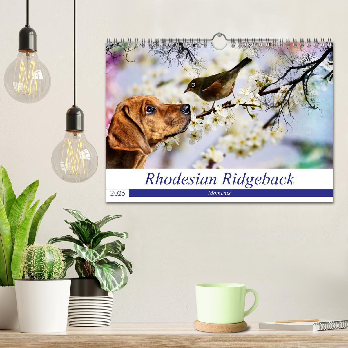 Bild: 9783435369614 | Rhodesian Ridgeback - Moments (Wandkalender 2025 DIN A4 quer),...