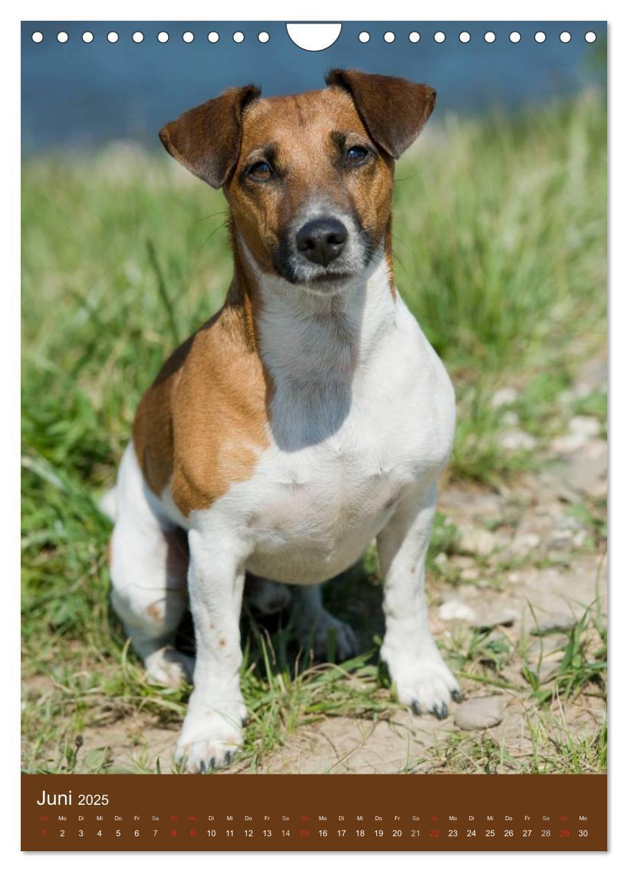 Bild: 9783457064986 | Jack Russell Terrier (Wandkalender 2025 DIN A4 hoch), CALVENDO...