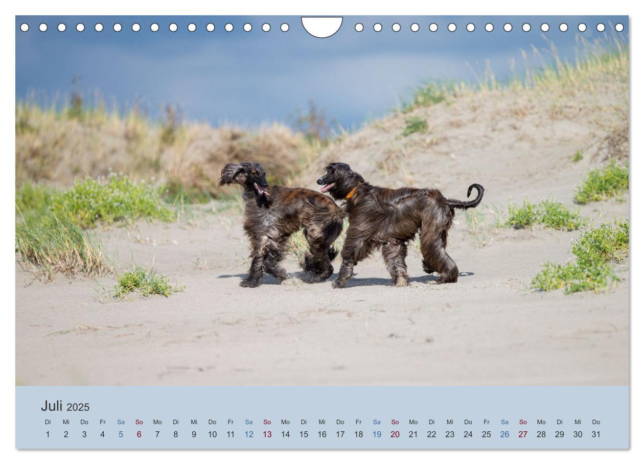 Bild: 9783435413706 | AFGHANISCHE WINDHUNDE 2025 (Wandkalender 2025 DIN A4 quer),...