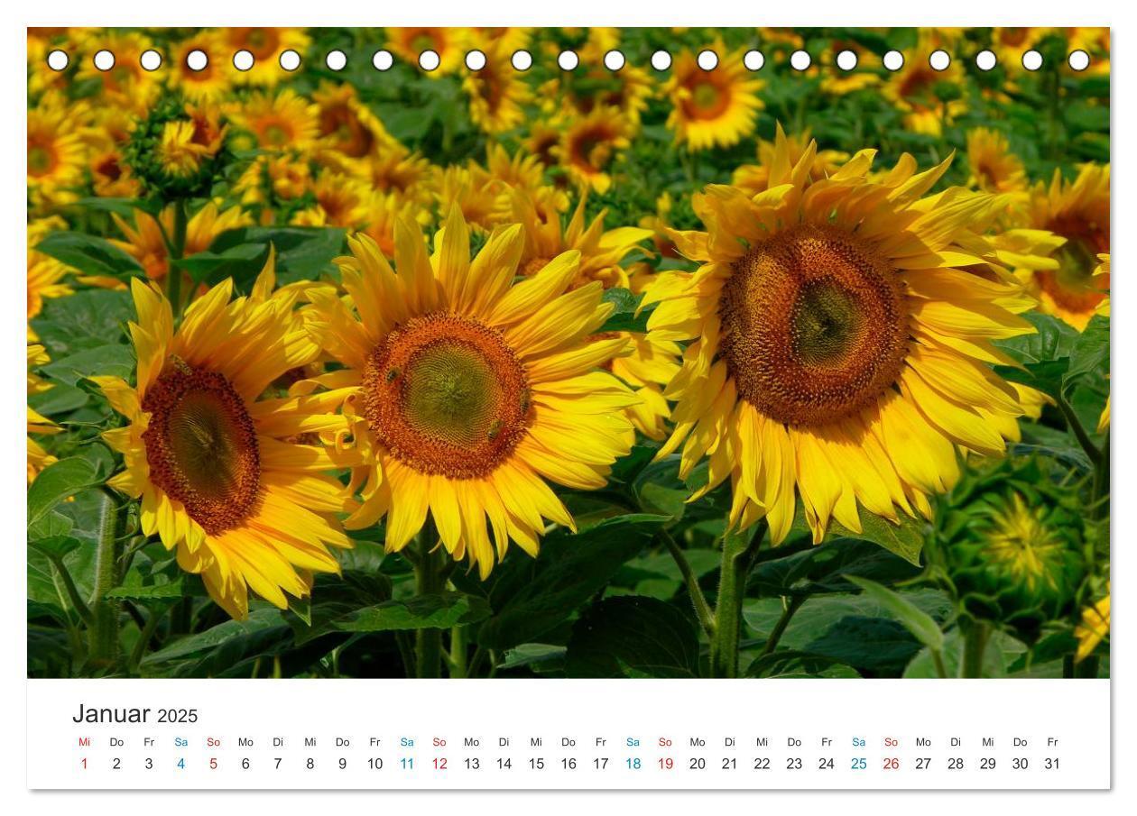 Bild: 9783435785841 | Sonnenblumen 2025 (Tischkalender 2025 DIN A5 quer), CALVENDO...