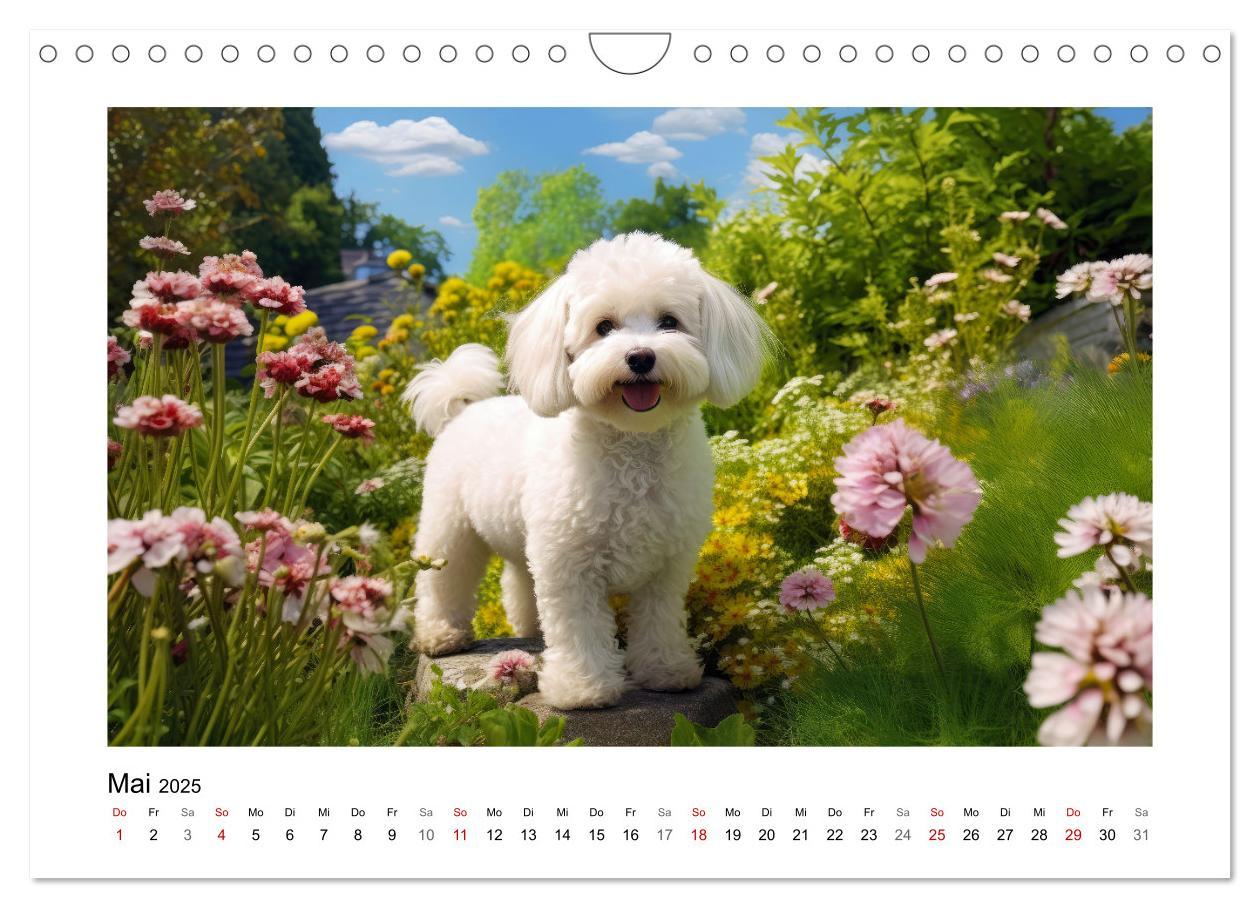 Bild: 9783383837968 | Bichon frisé, weiße Hündchen mit lockigem Haar (Wandkalender 2025...