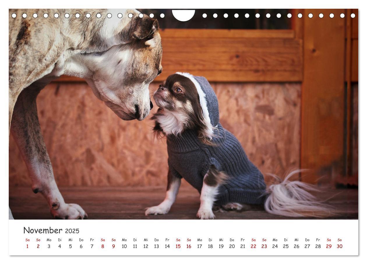 Bild: 9783435105328 | Wunderschöne Bulldoggen (Wandkalender 2025 DIN A4 quer), CALVENDO...